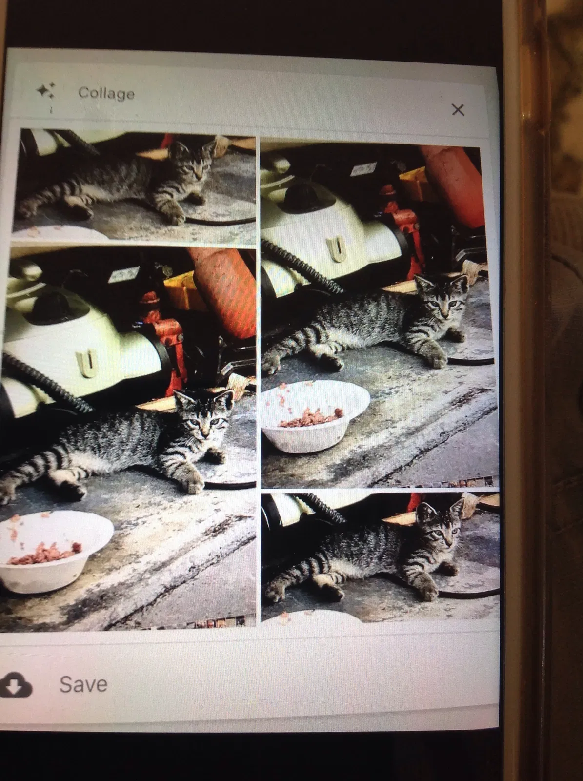Found cat in Lake Alfred, FL, 33850