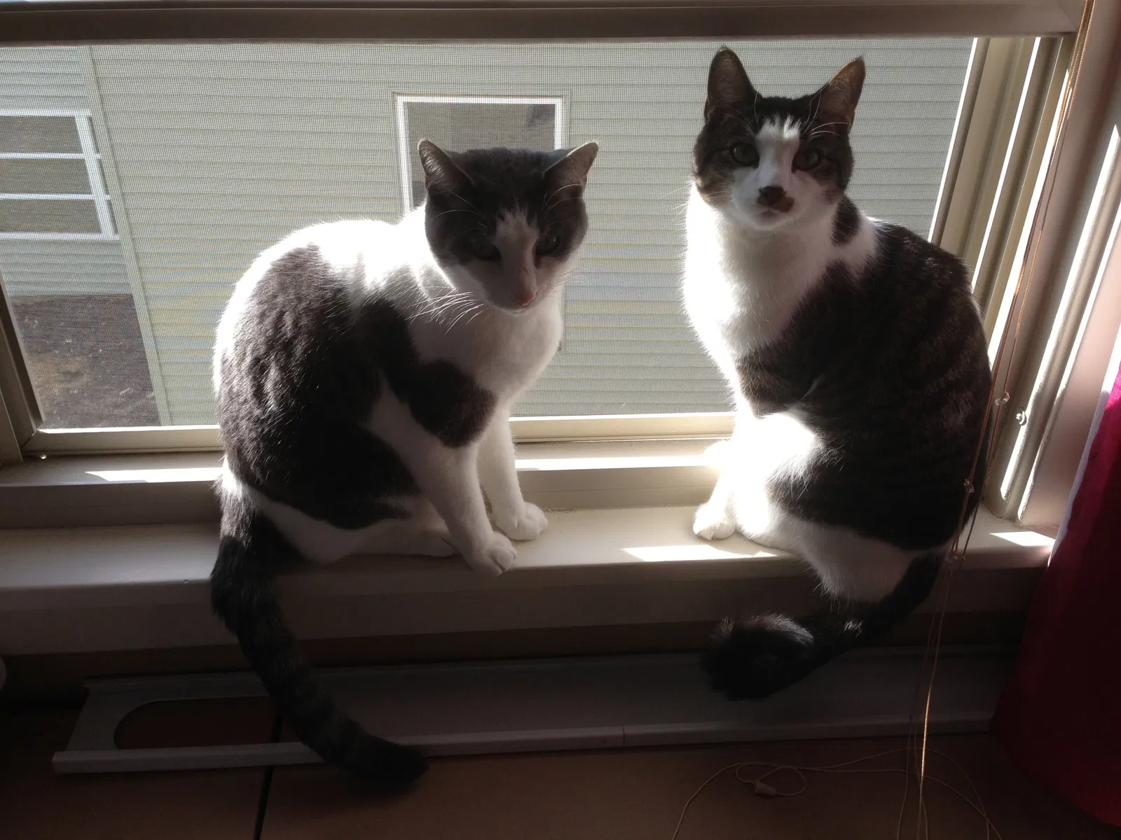 Found cat in Waynesville, OH, 45068