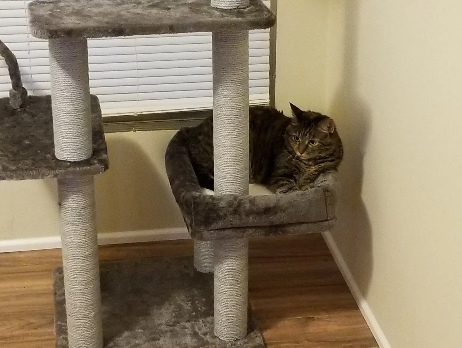 Found cat in Imperial, MO, 63052