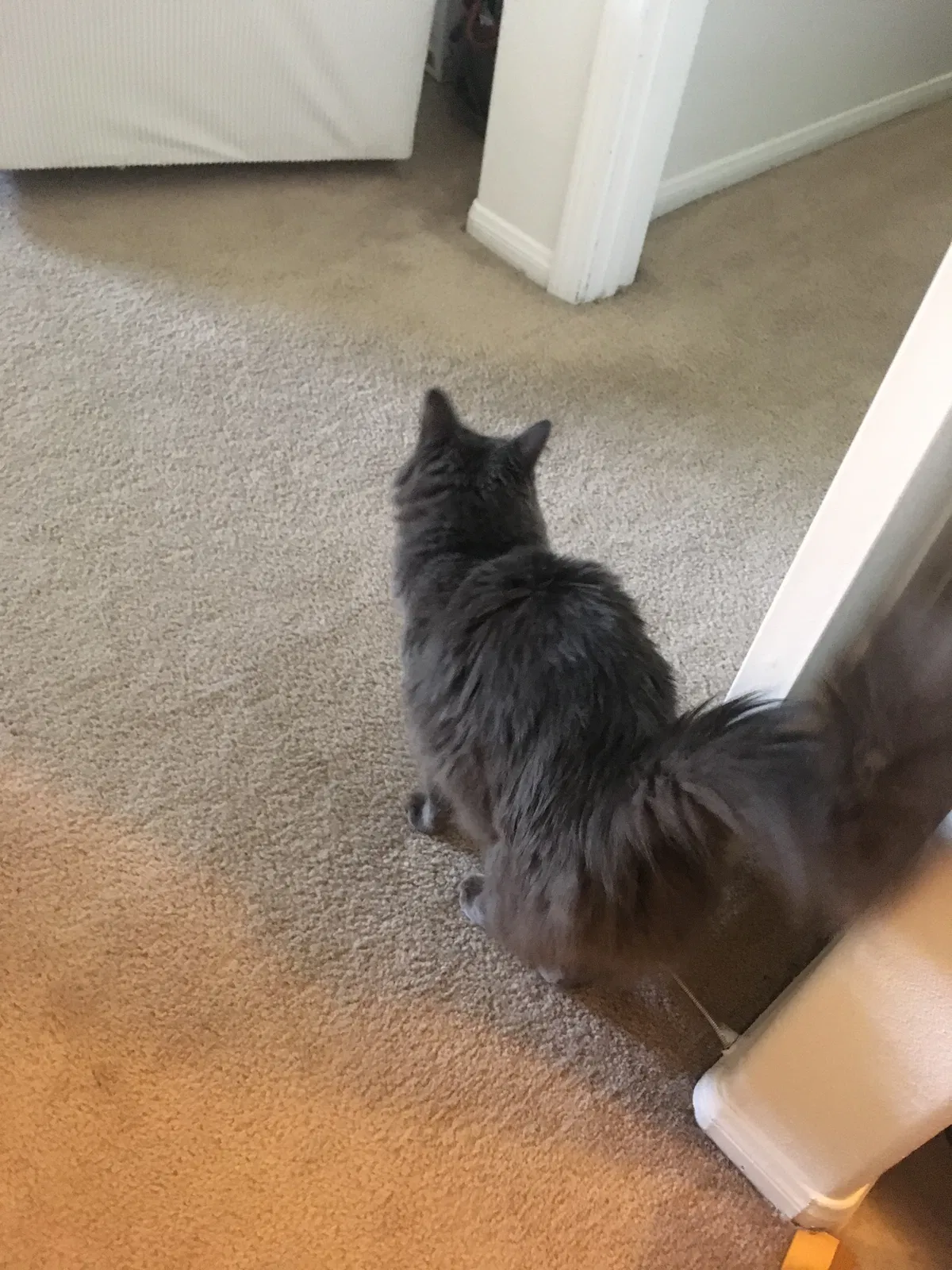 Found cat in Las Vegas, NV, 89144