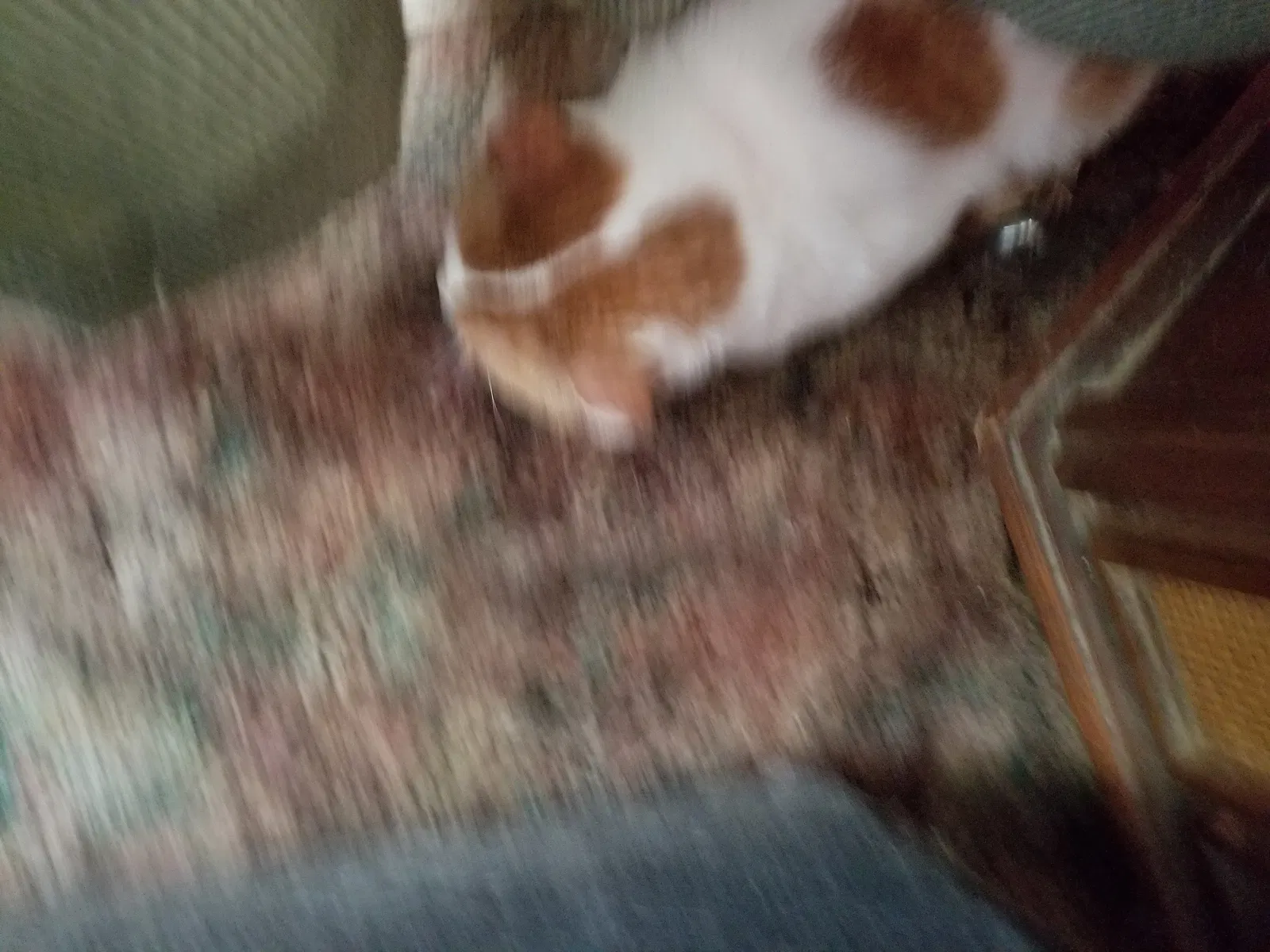 Found cat in Franklin, WI, 53132