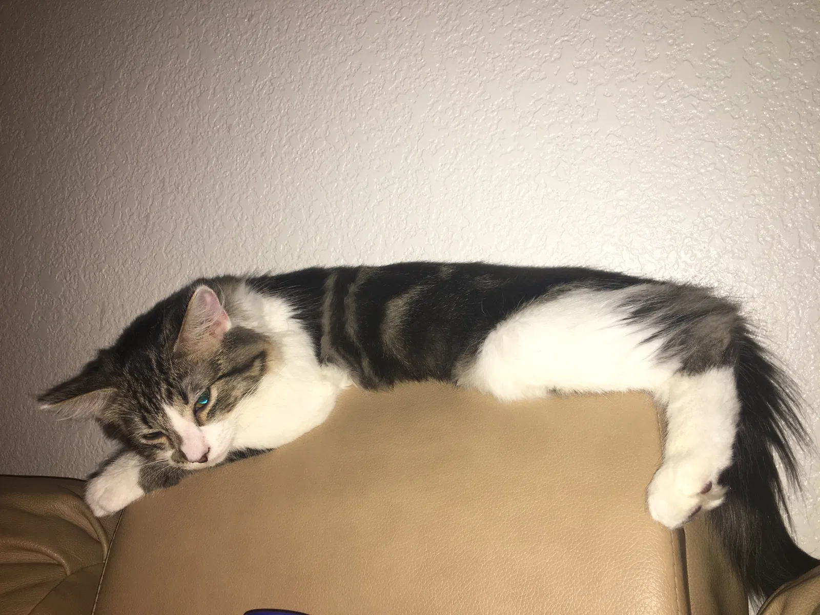 Found cat in Fresno, CA, 93727