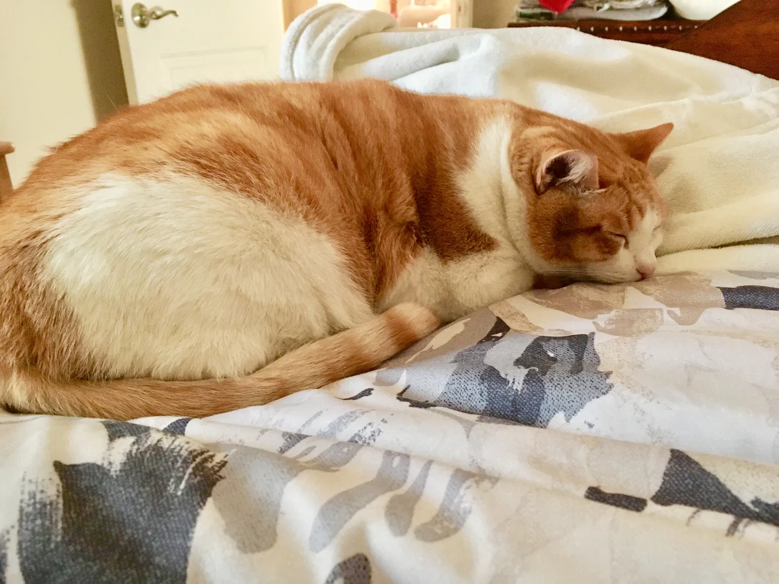 Found cat in Apple Valley, CA, 92308