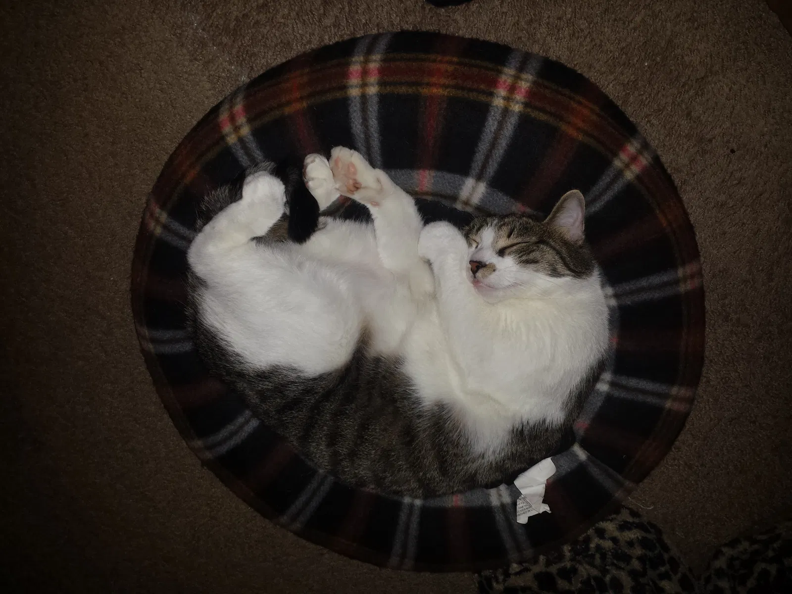 Found cat in Columbus, OH, 43204