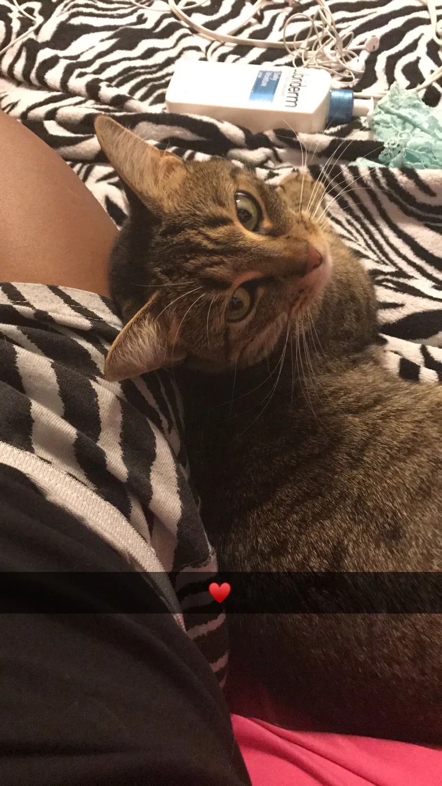 Found cat in Snellville, GA, 30039