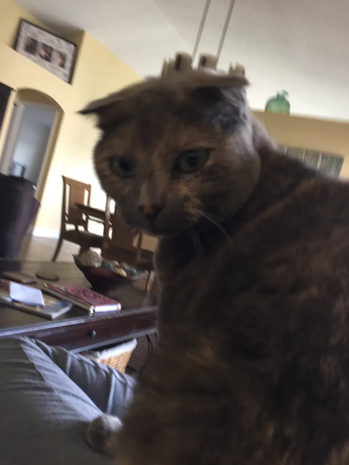 Found cat in Fort Lauderdale, FL, 33323