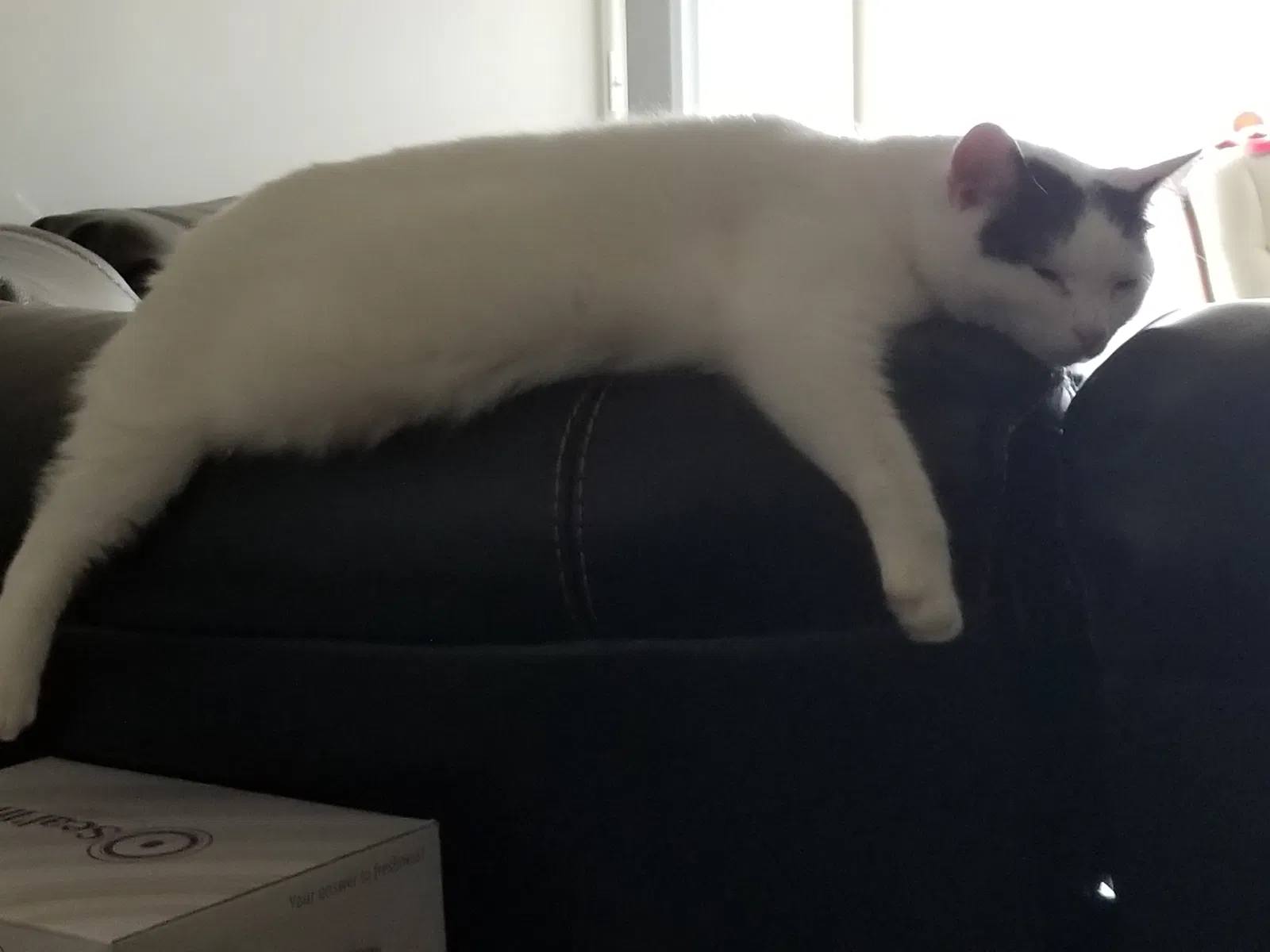 Found cat in Clinton Township, MI, 48038