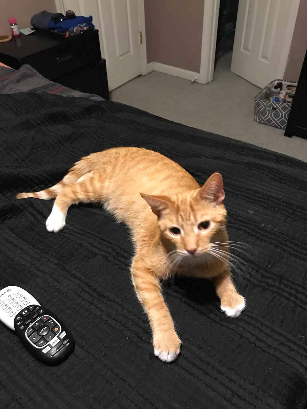 Found cat in Louisville, KY, 40209