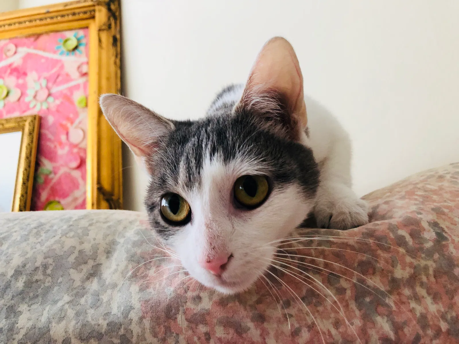 Found cat in Cleveland, OH, 44118