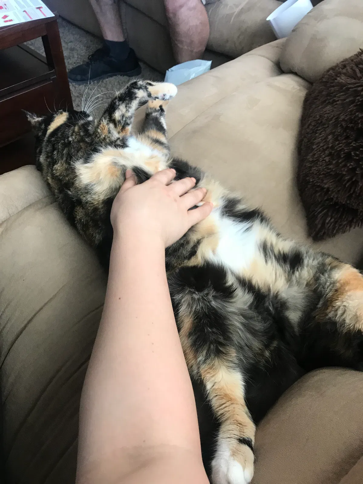 Found cat in Victorville, CA, 92392