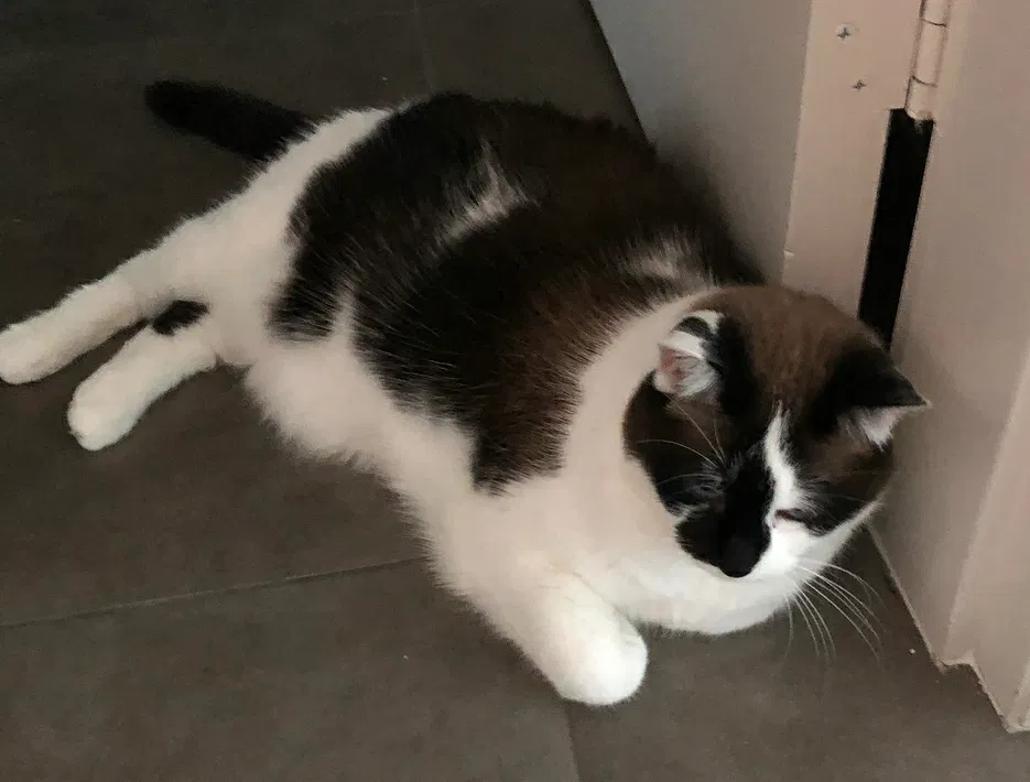 Found cat in Las Vegas, NV, 89101