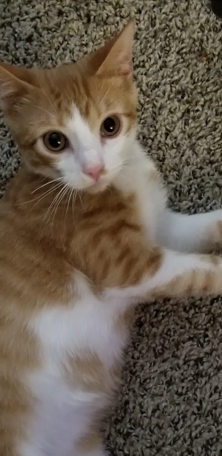Found cat in Blackfoot, ID, 83221