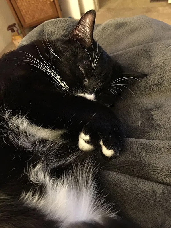 Found cat in Wildomar, CA, 92595