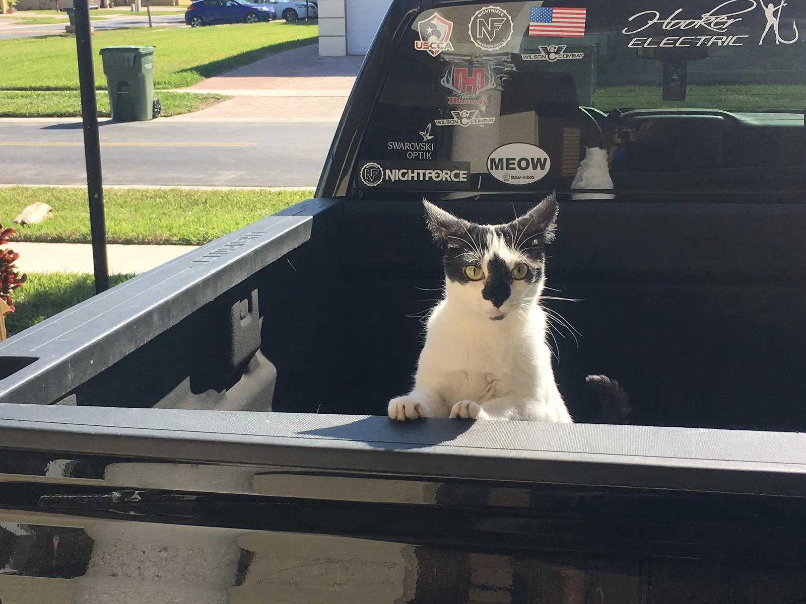Found cat in Homestead, FL, 33033