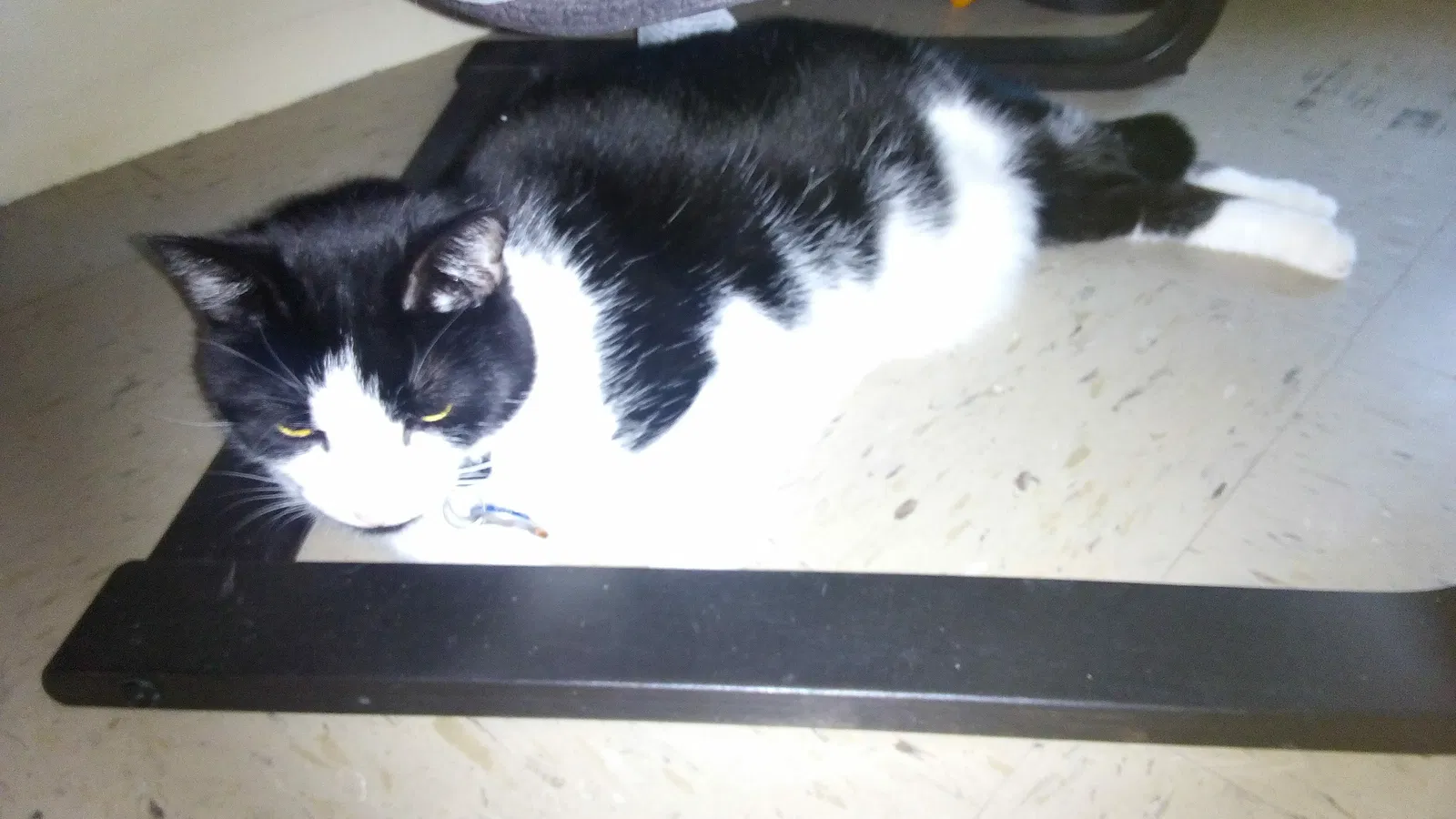 Found cat in Coram, NY, 11727