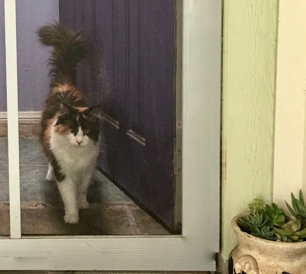 Found cat in Fallbrook, CA, 92028