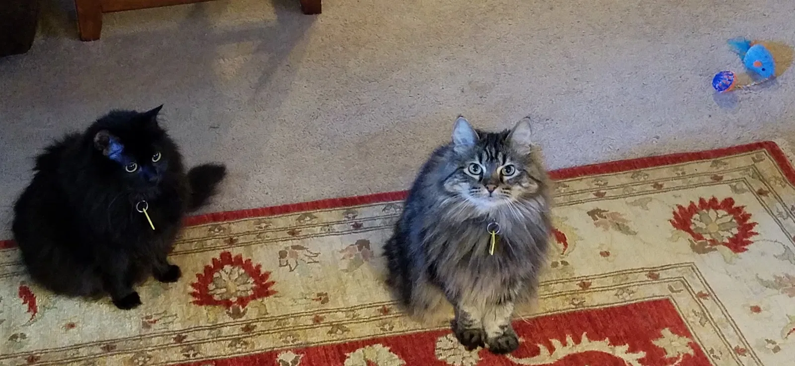 Found cat in Poulsbo, WA, 98370