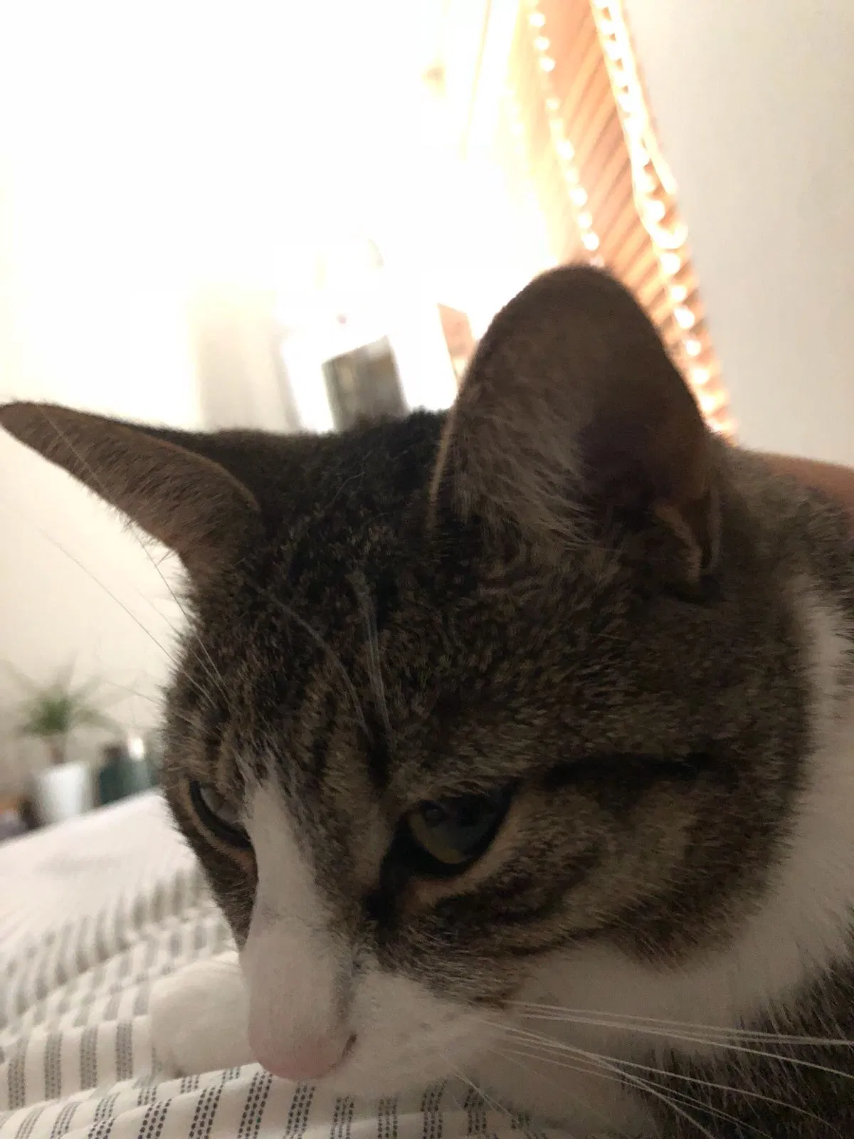 Found cat in Miami Beach, FL, 33139