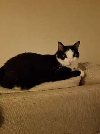 Found Cat