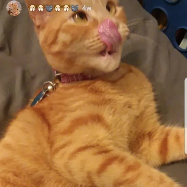 Found cat in Pearland, TX, 77581