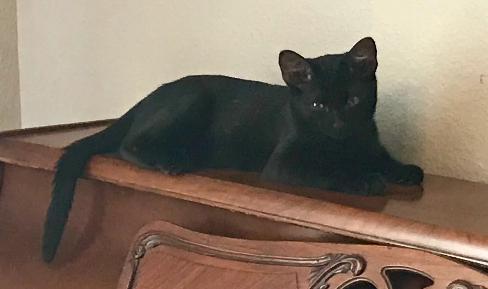 Found cat in College Station, TX, 77845