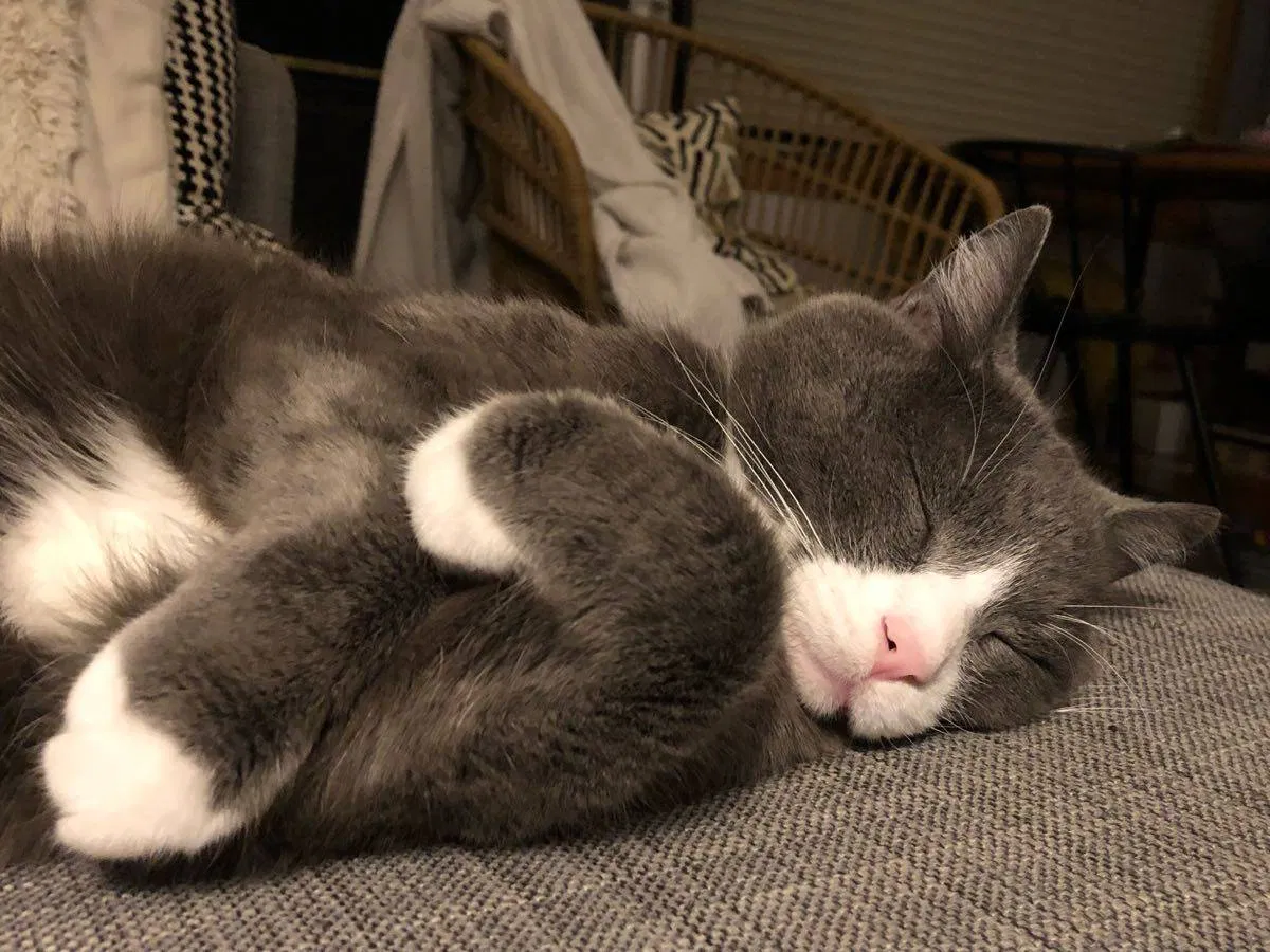 Found cat in Saint Paul, MN, 55112