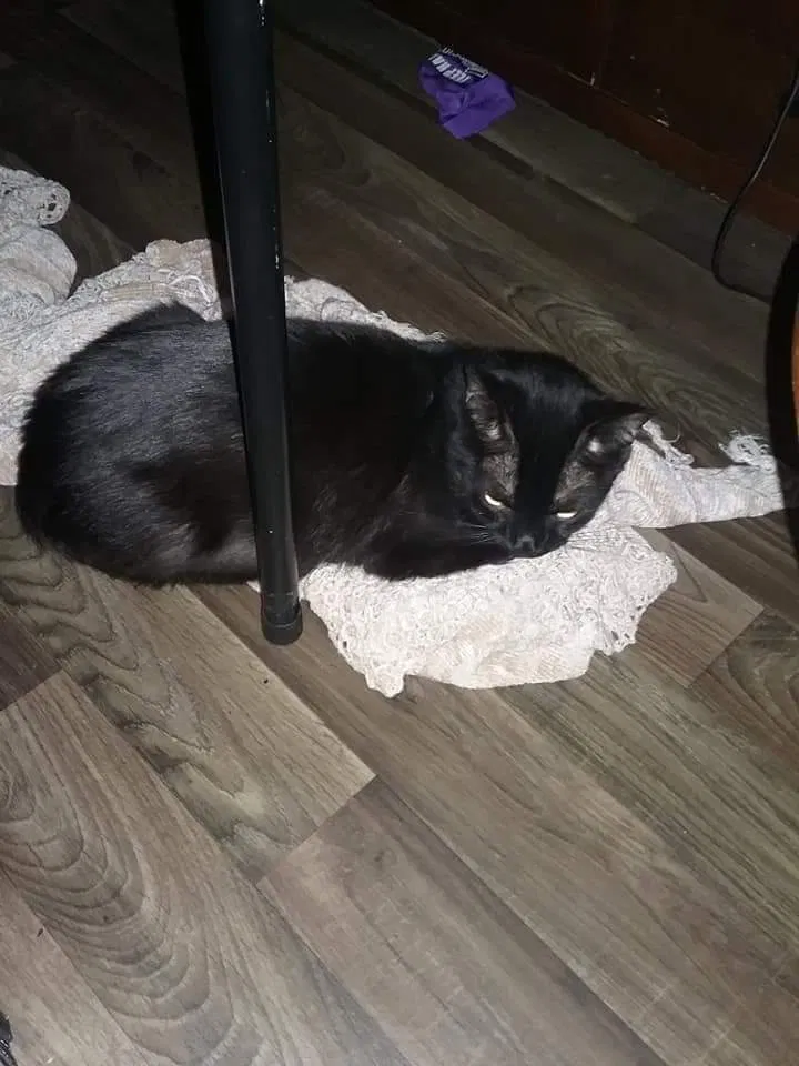 Found cat in Mesa, AZ, 85210
