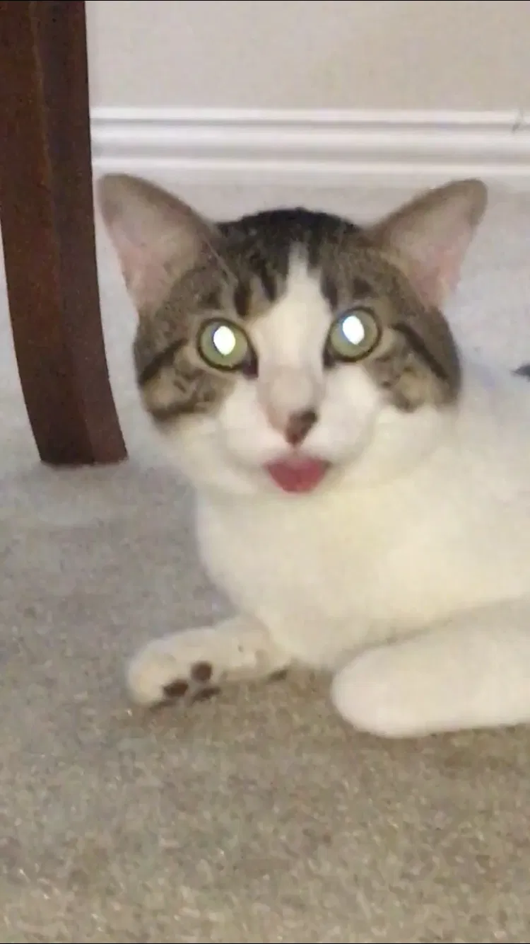 Found cat in Allen, TX, 75002