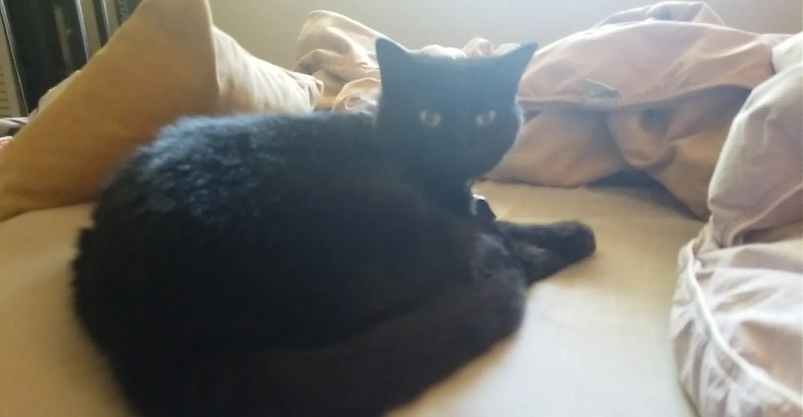 Found cat in Fort Lauderdale, FL, 33305