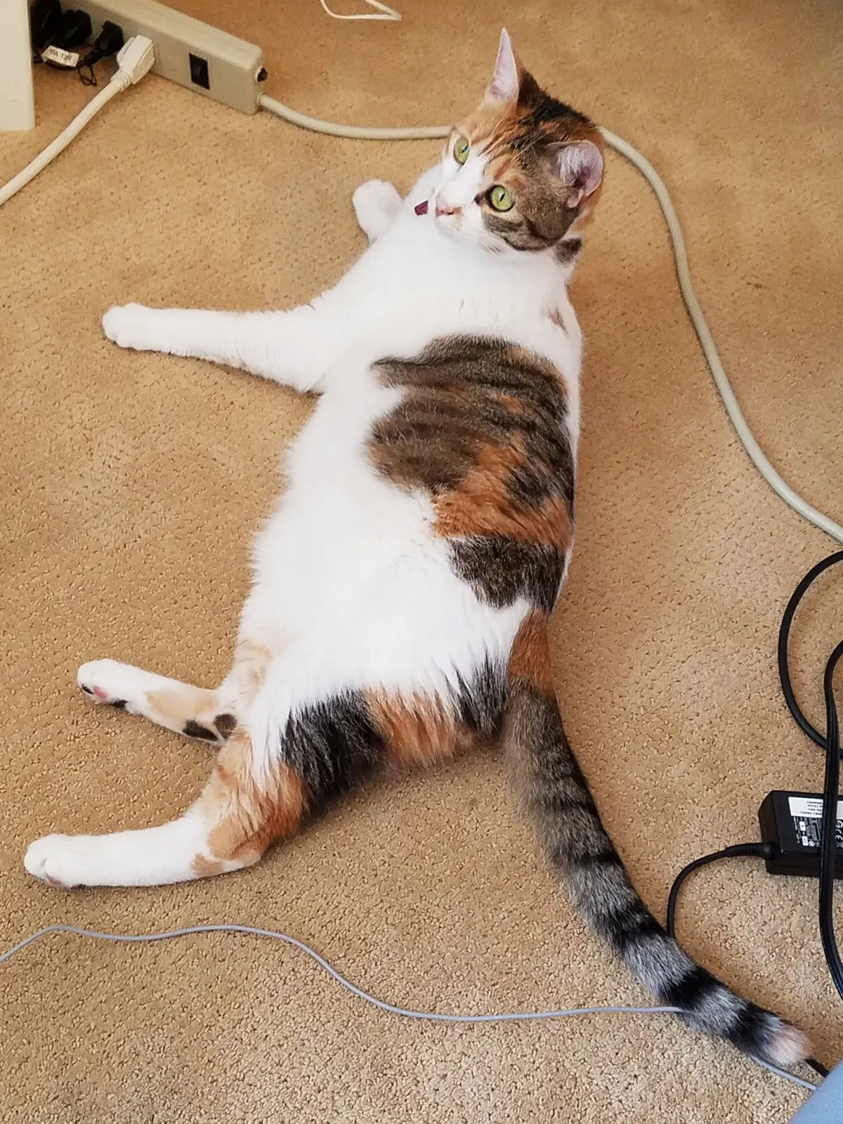 Found cat in Huntington Beach, CA, 92646