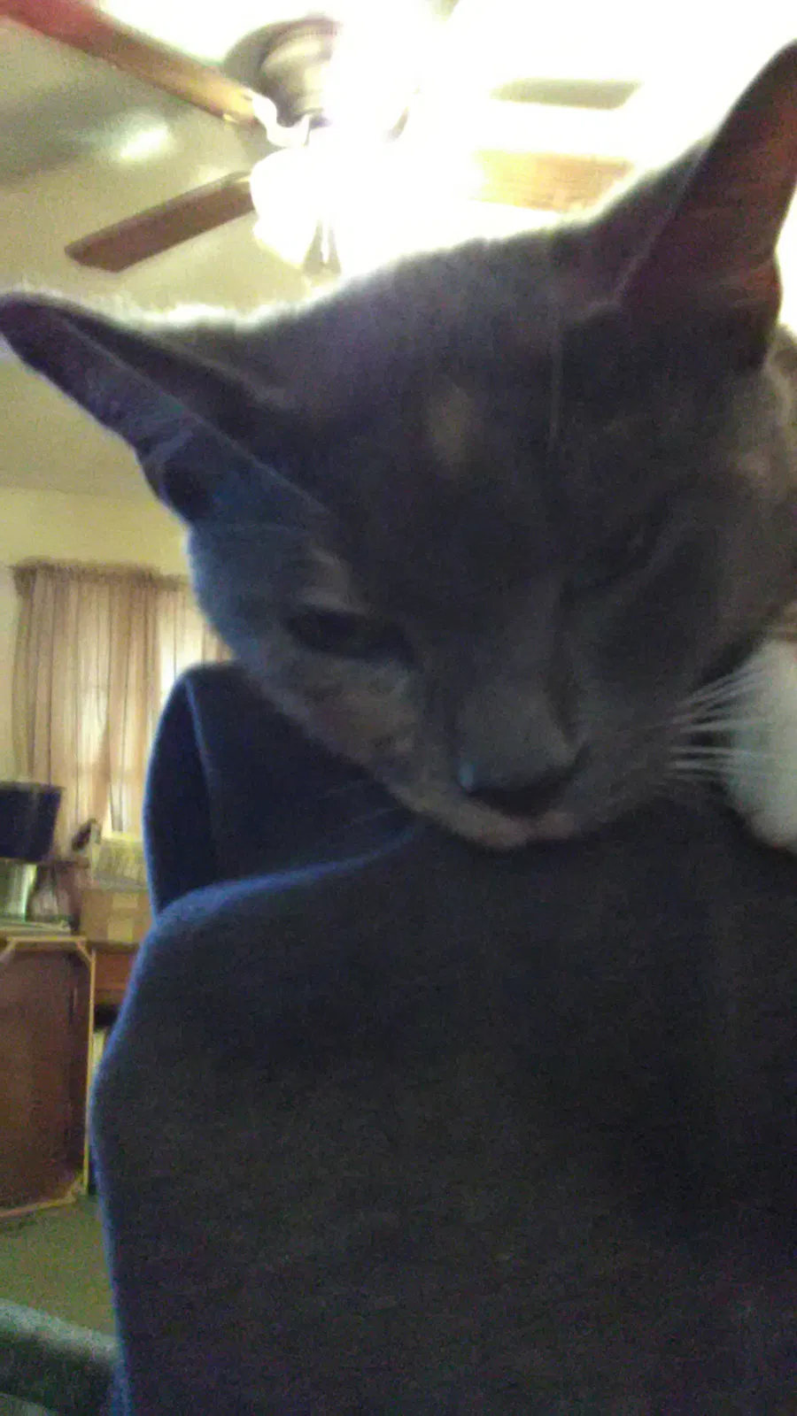 Found cat in Snellville, GA, 30078