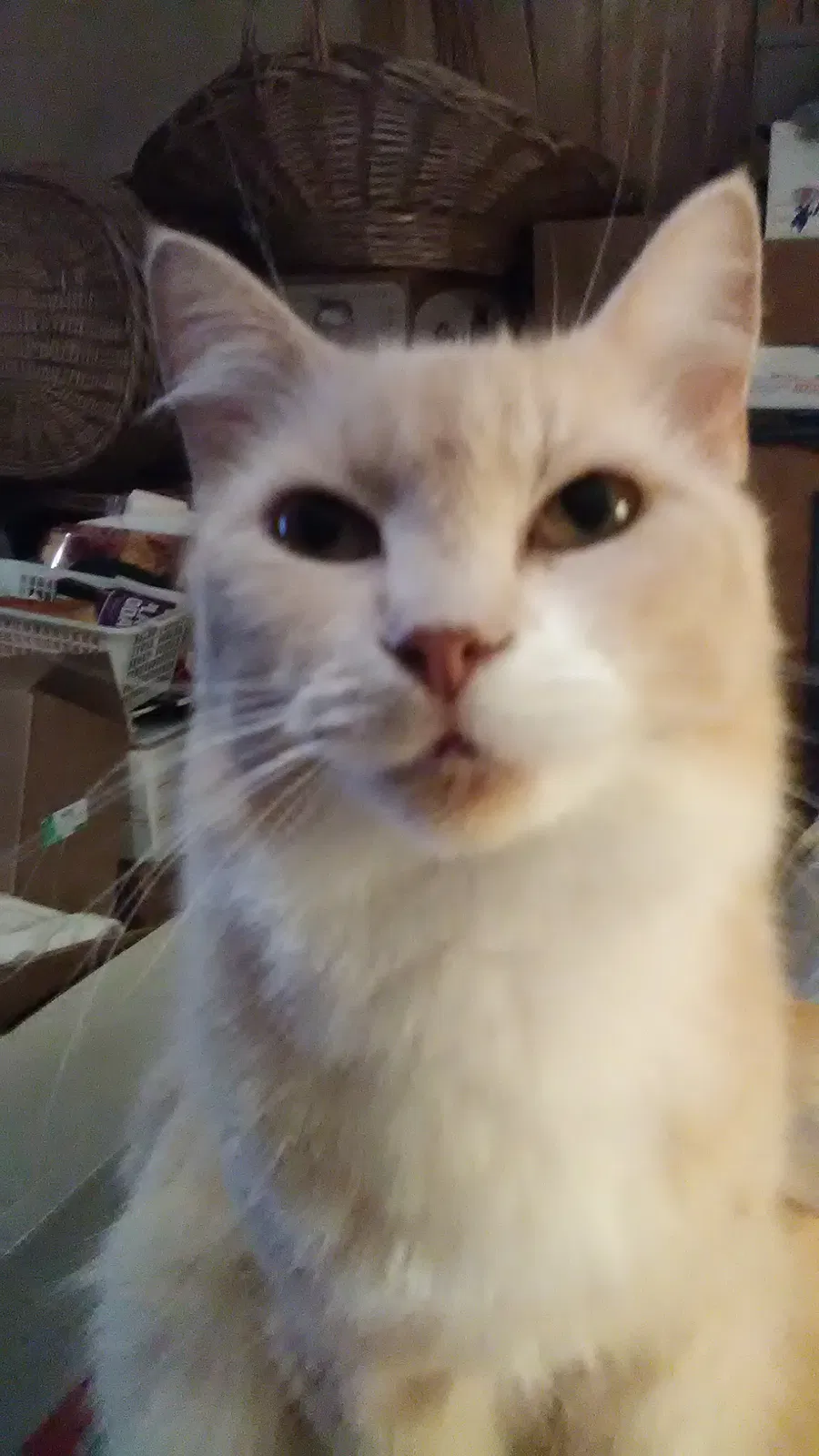Found cat in Snellville, GA, 30078