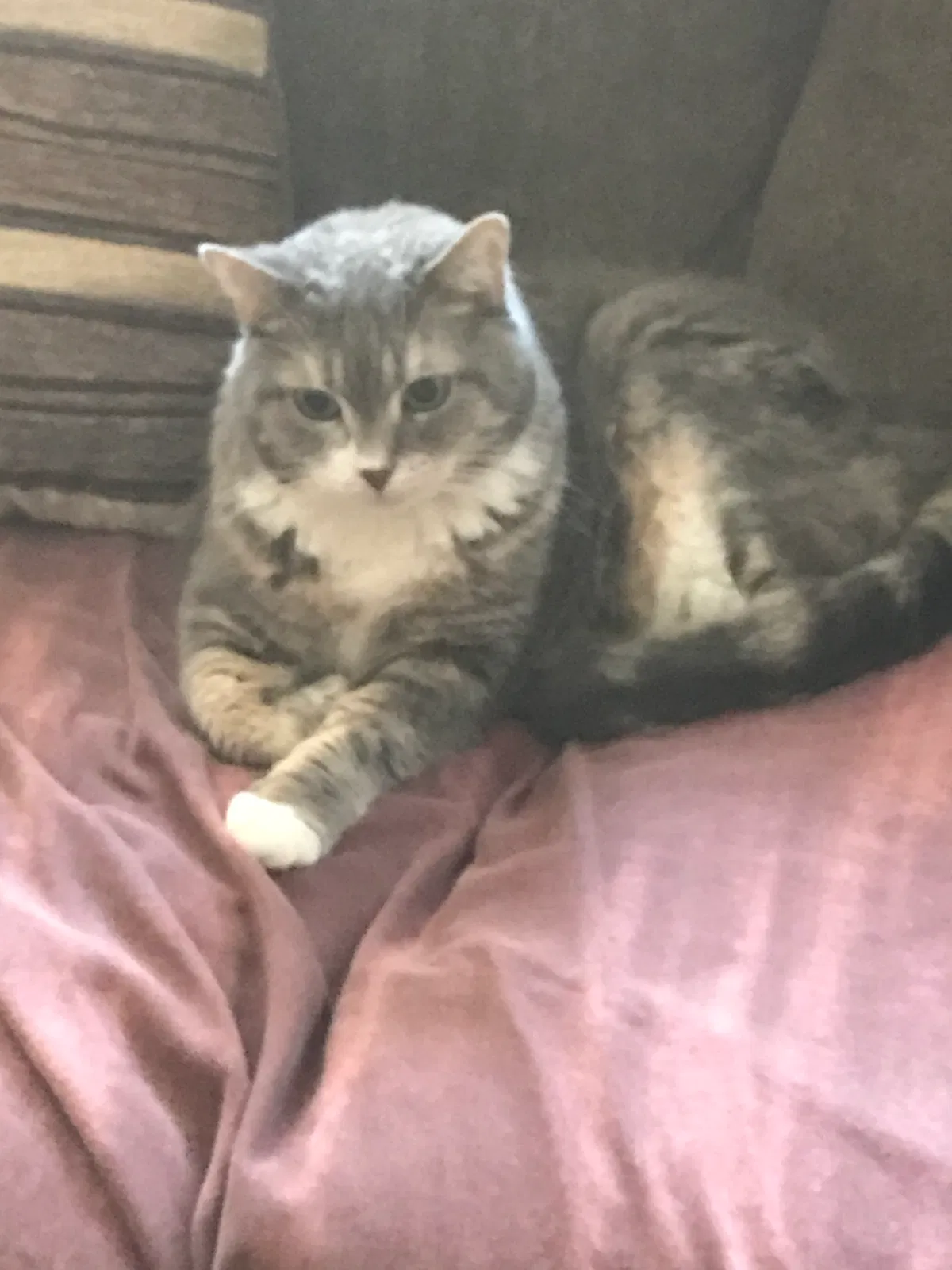 Found Cat
