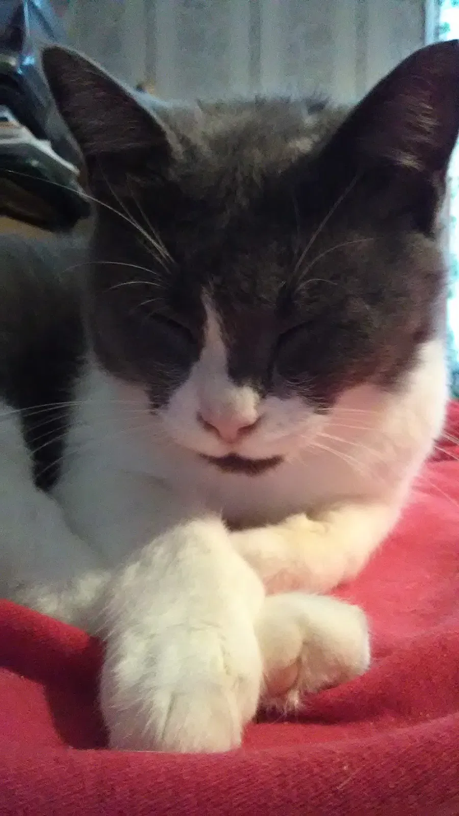 Found cat in Snellville, GA, 30078