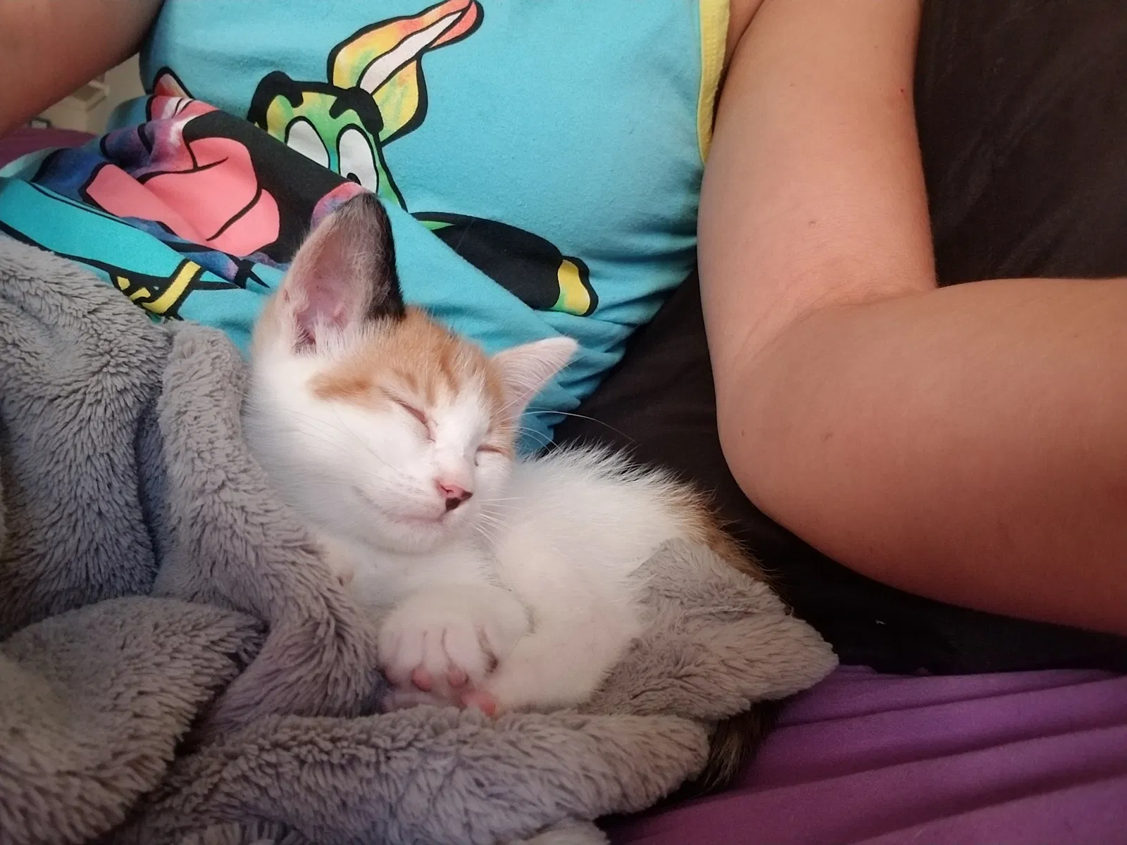 Found cat in Sacramento, CA, 95815