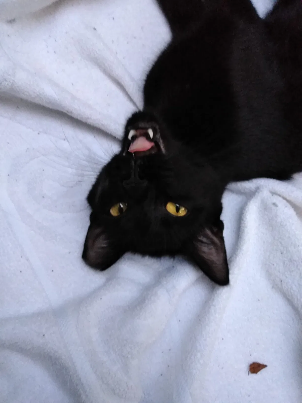 Found cat in Snellville, GA, 30078