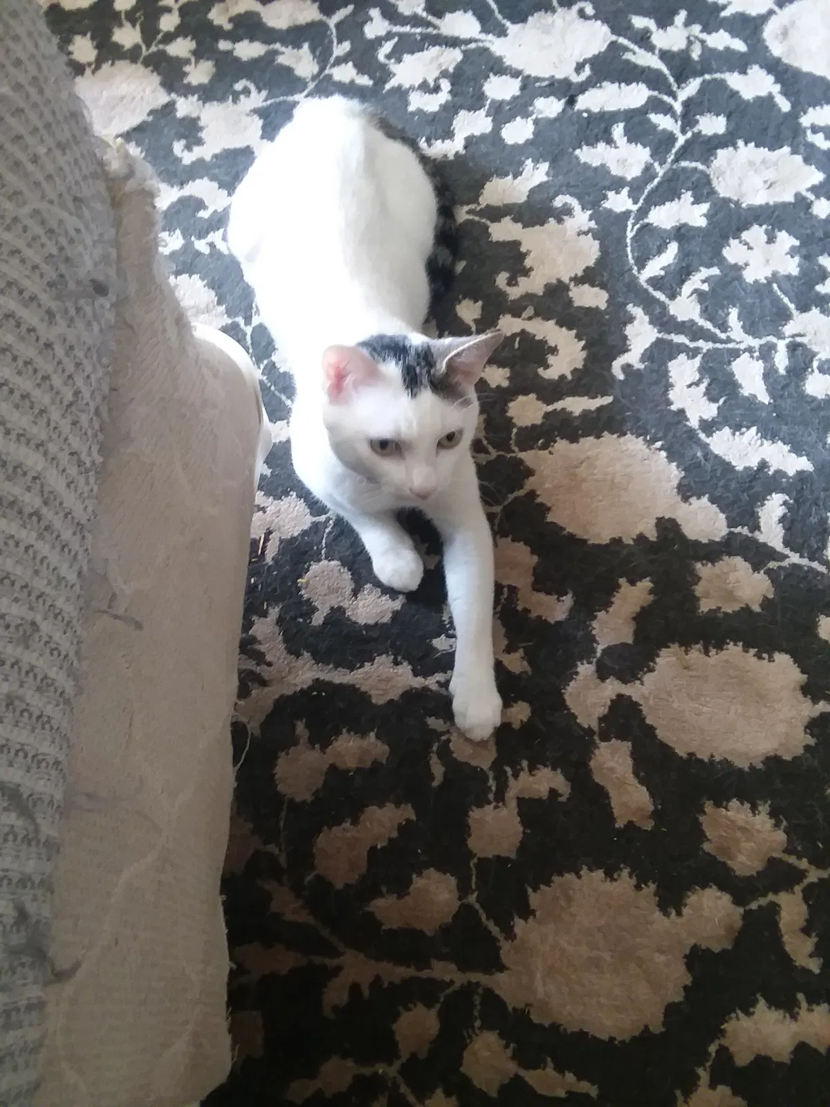 Found cat in Decatur, GA, 30032