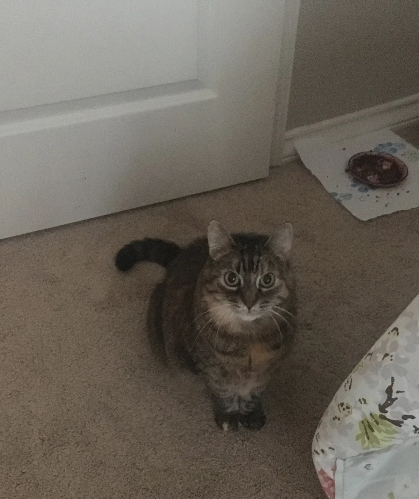Found cat in Corpus Christi, TX, 78418