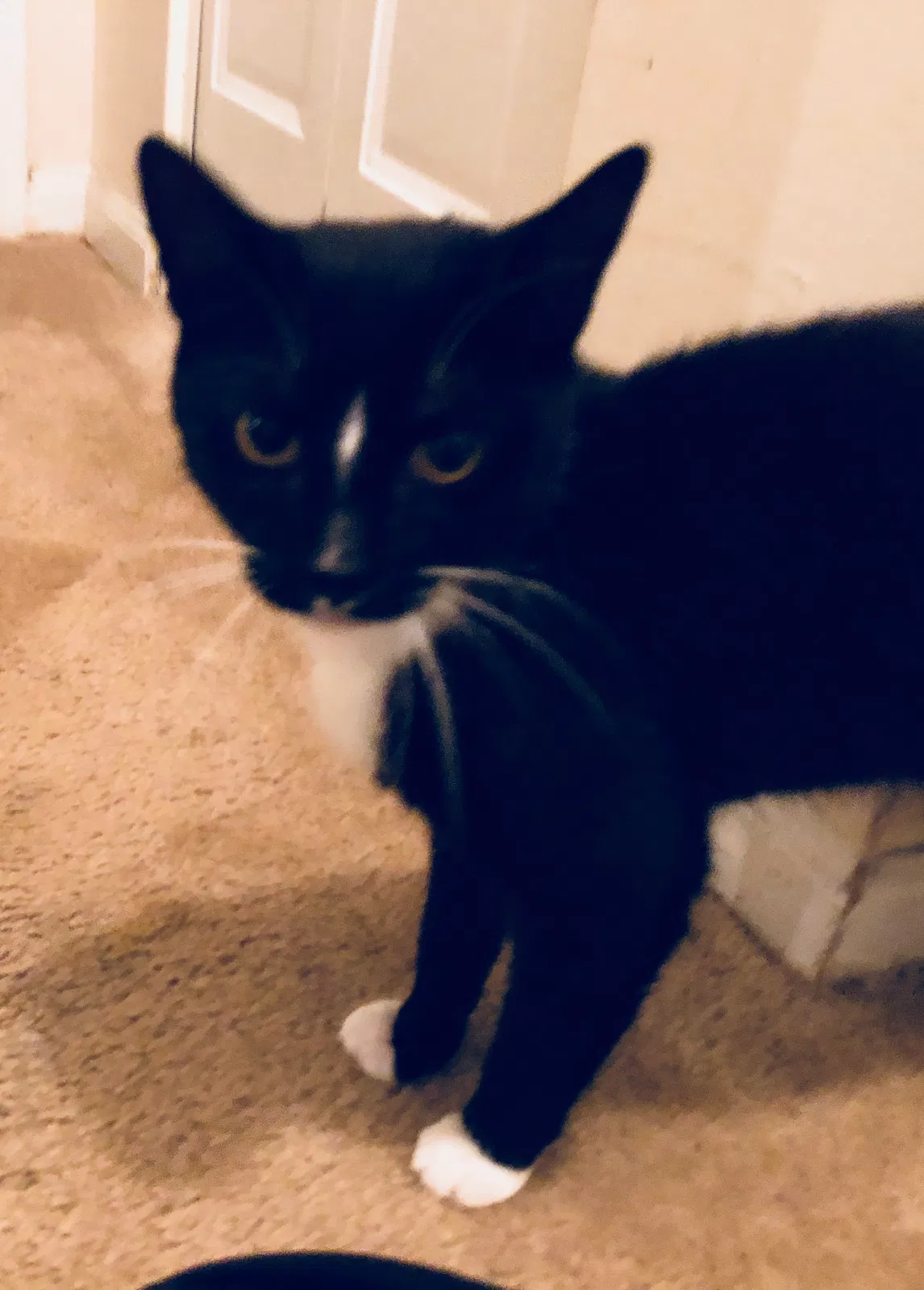 Found cat in Duluth, GA, 30096