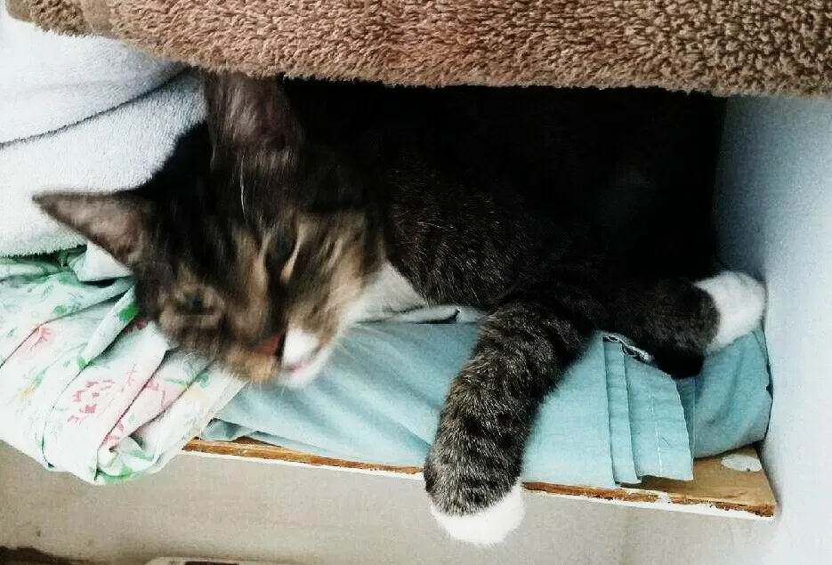 Found cat in Port Richey, FL, 34668