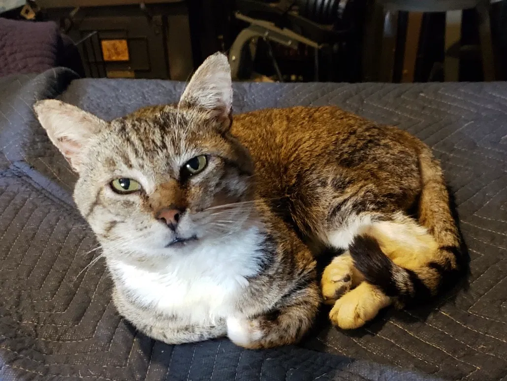 Found cat in Tacoma, WA, 98466