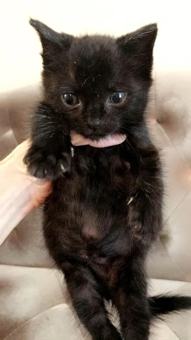Found cat in Augusta, GA, 30909