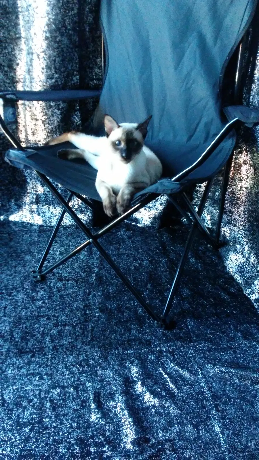 Found cat in West Haven, CT, 6516