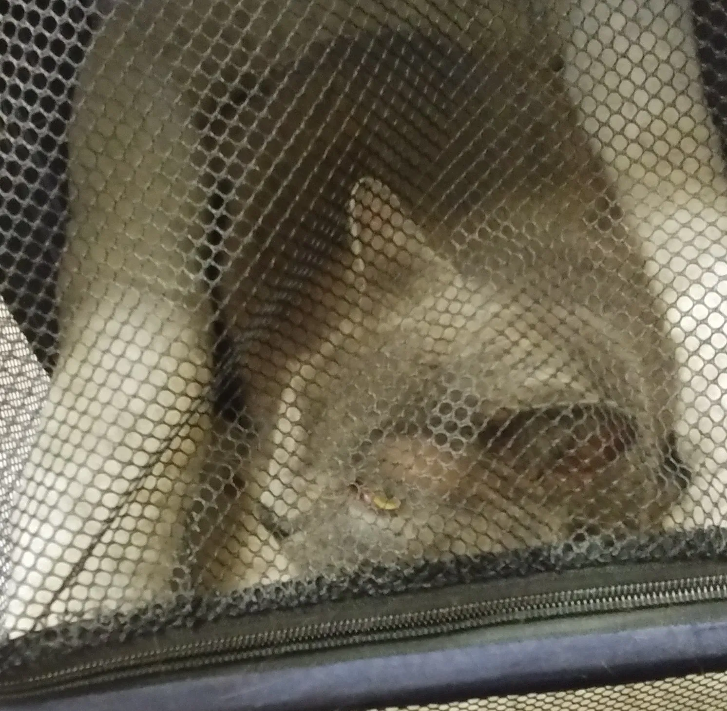 Found cat in Durham, NC, 27703