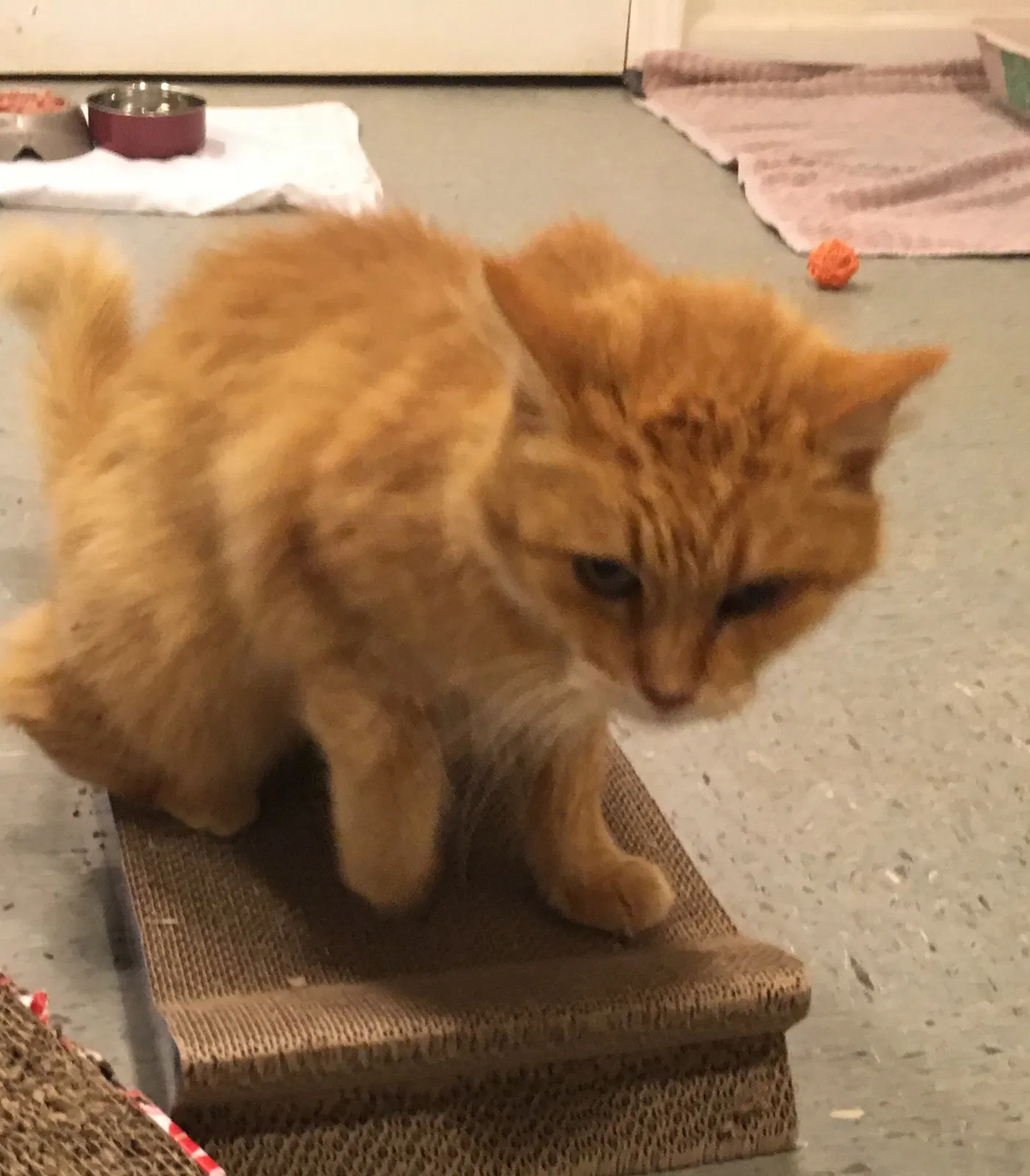 Found cat in Douglasville, GA, 30135