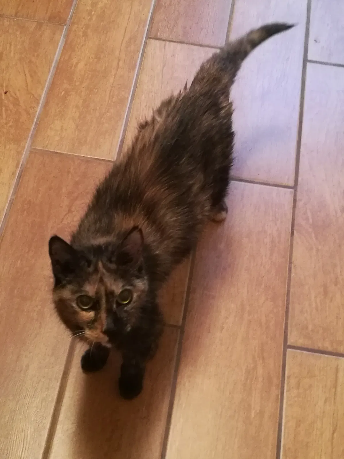 Found cat in Union City, GA, 30291