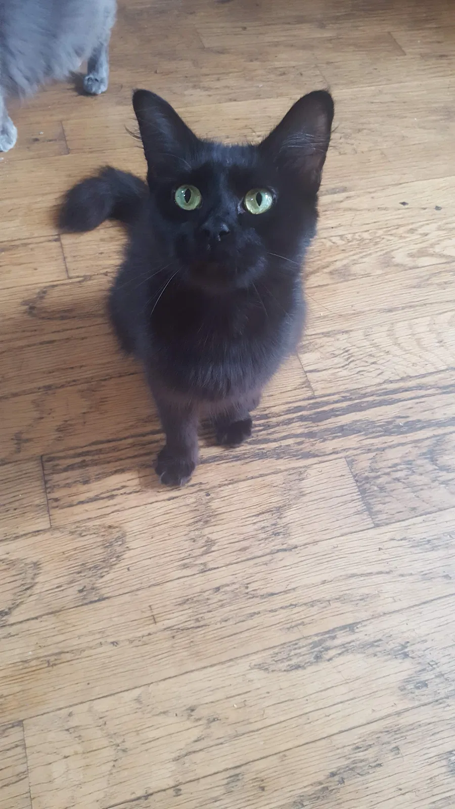 Found cat in Lawrenceville, GA, 30043