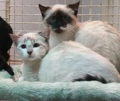 Found cat in Battle Ground, WA, 98604