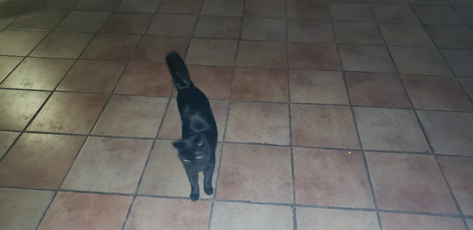 Found cat in Queen Creek, AZ, 85142