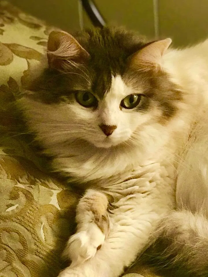 Found cat in Columbia, MS, 39429